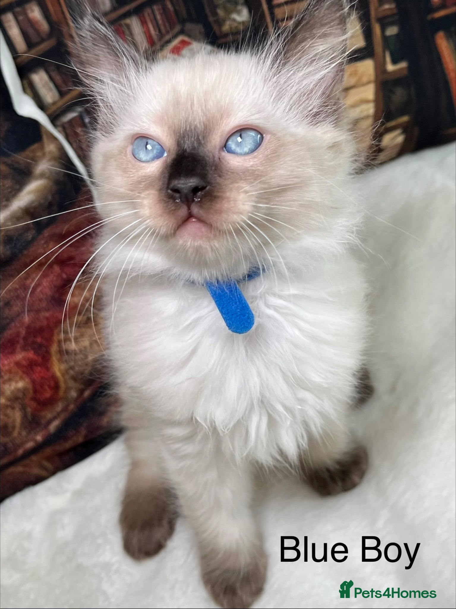Ragdoll cats ❤️Beautiful Ragdoll Kittens Waiting for Love ❤️❗️ - Advert 2