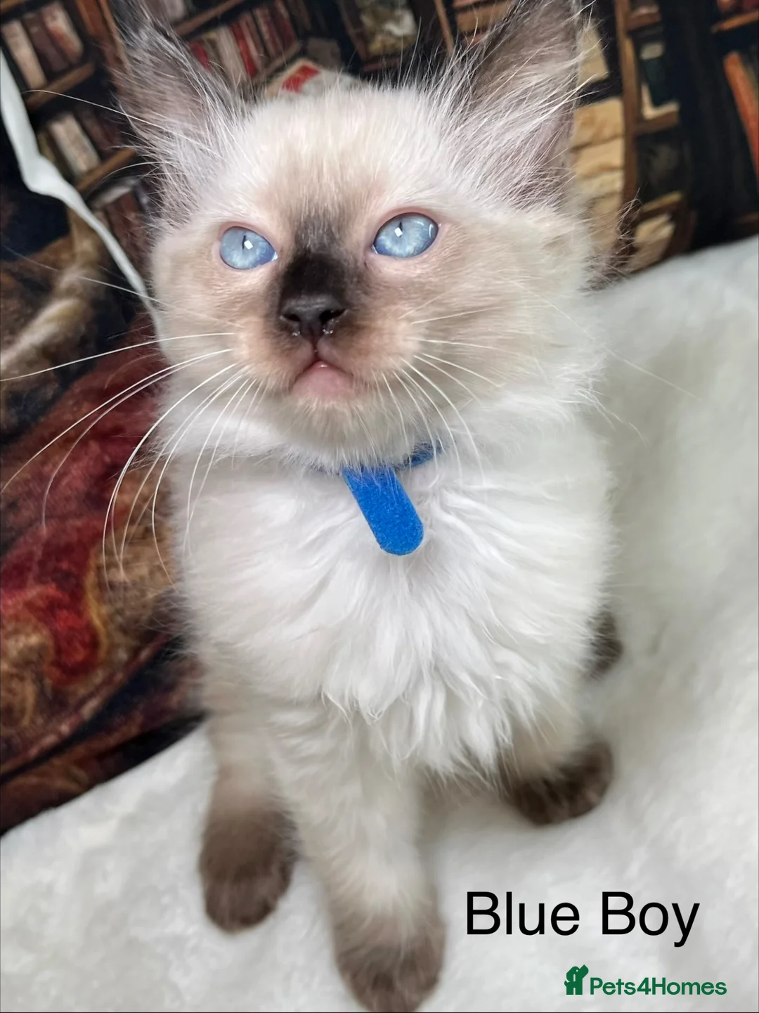 Ragdoll cats for sale: ❤️Beautiful Ragdoll Kittens Waiting for Love ❤️❗️ - Advert 2
