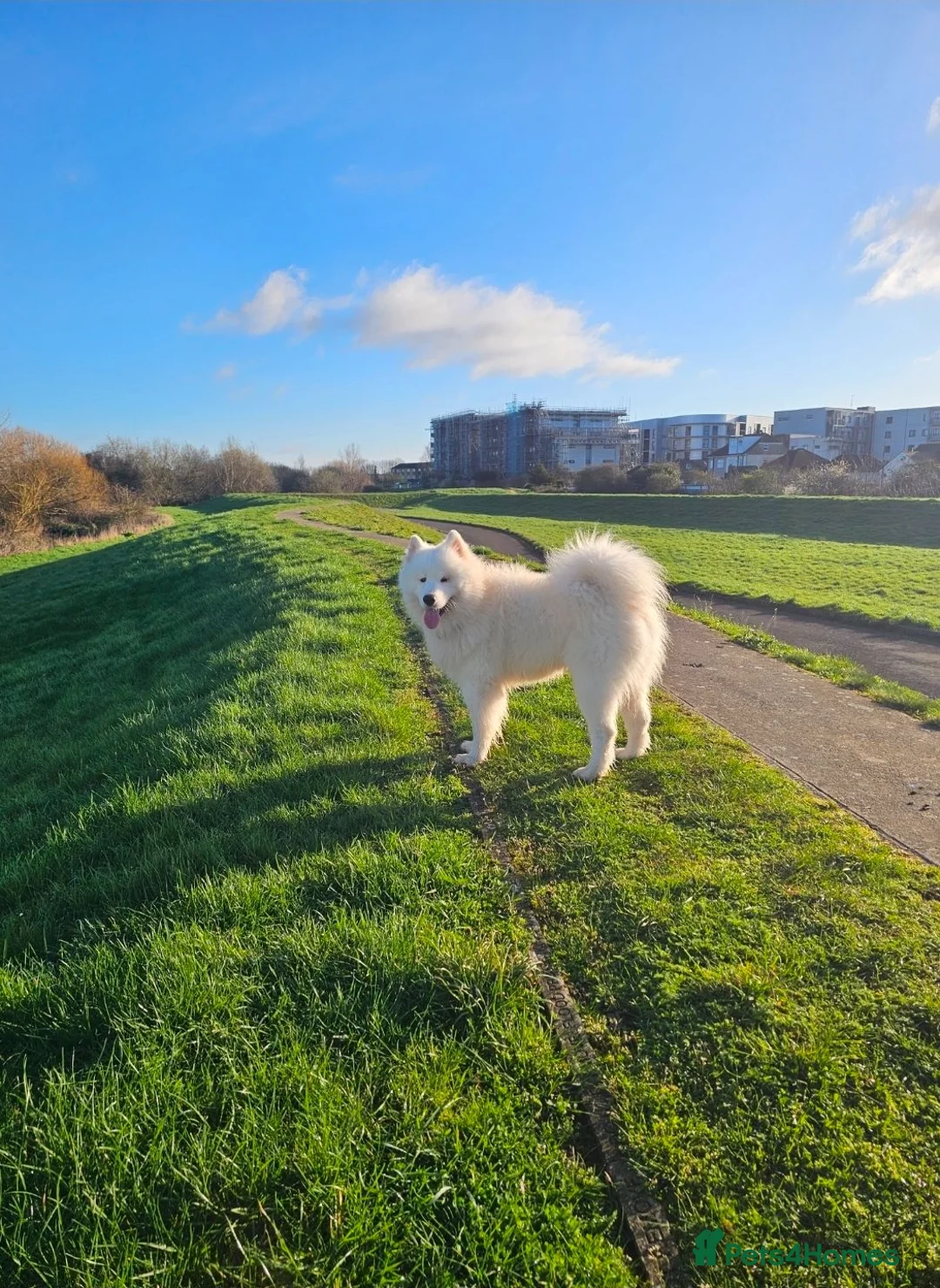 Samoyed dogs for sale: Adorable Samoyed puppies  - Advert 19