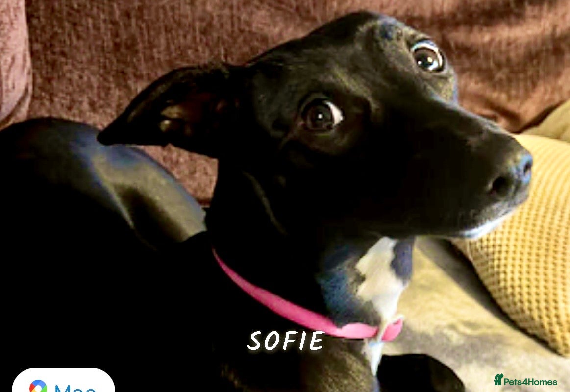 Whippet dogs Stunning whippet female - Advert 12