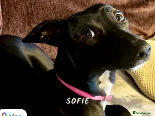 Whippet dogs Stunning whippet female - Advert 12