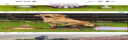 Labrador Retriever dogs for sale: Fox red Labradors  - Advert 5