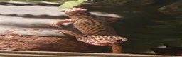 Leopard Gecko reptiles for sale: Leopard gecko for sale in Edgware - Advert 7