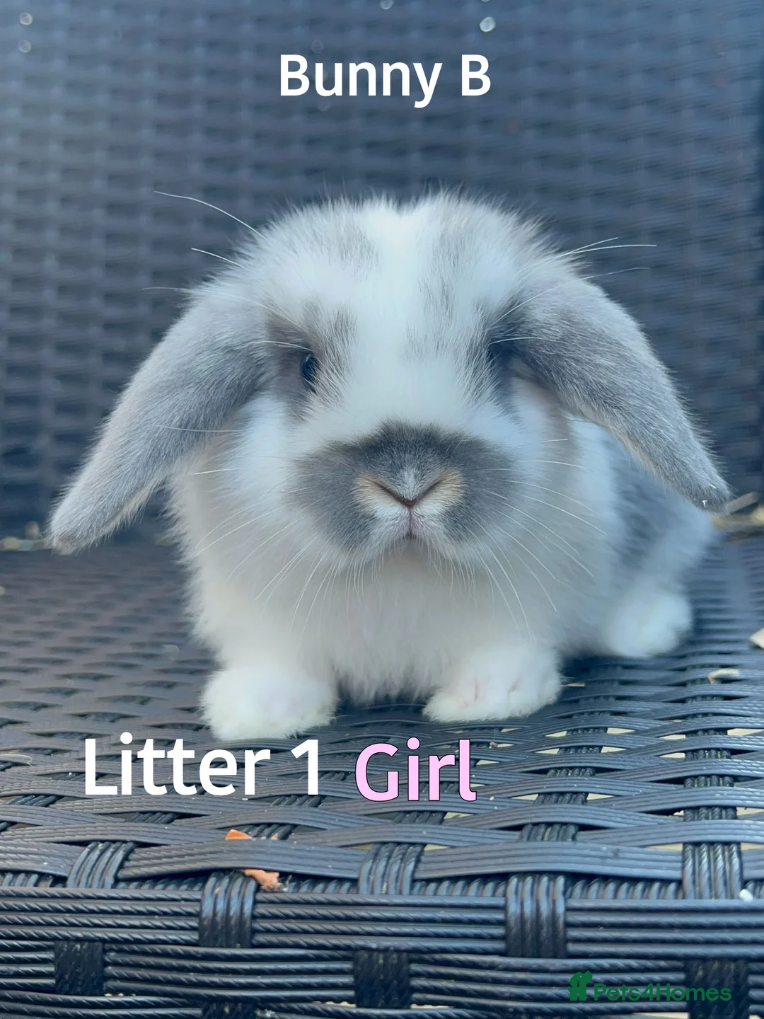 Mini Lop rabbits for sale: Baby Mini lops for sale  - Advert 2