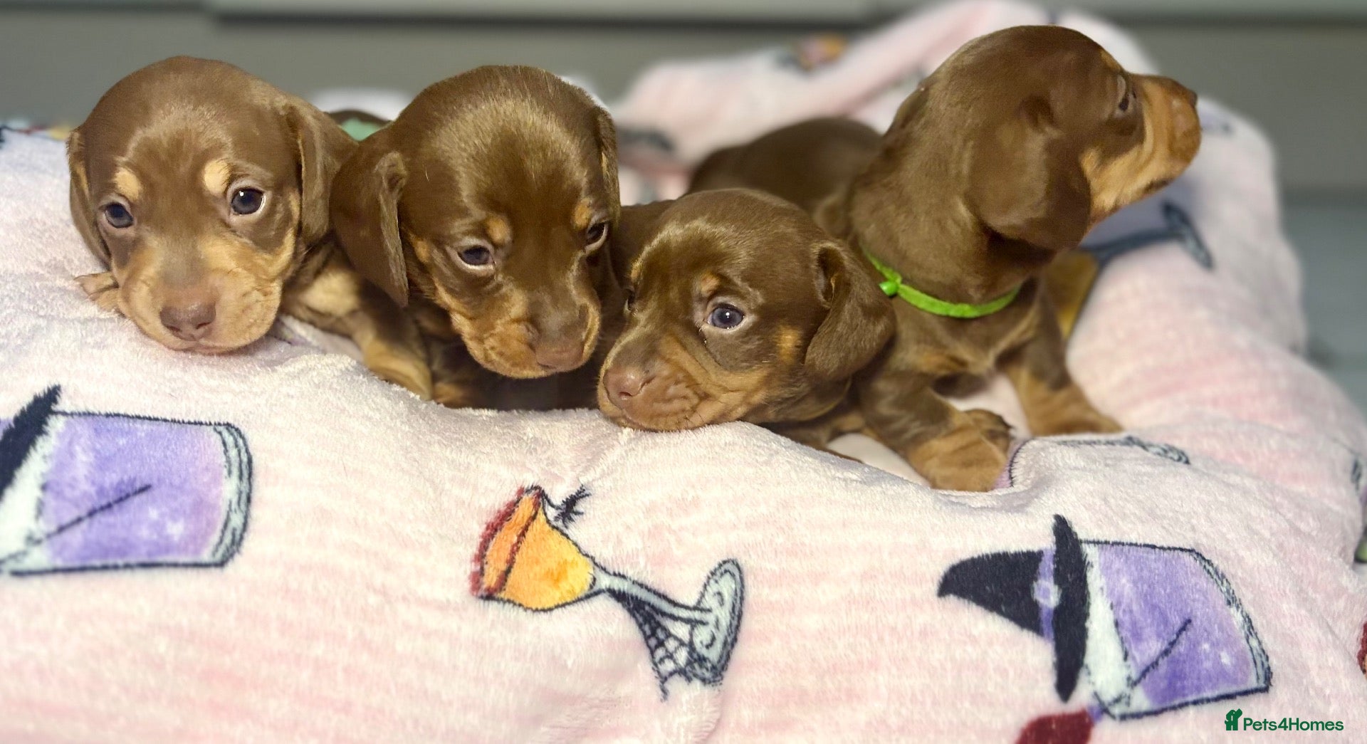 Miniature Dachshund dogs for sale: Exceptional miniature Dachshunds/360+DNA Clear Mum - Advert 2