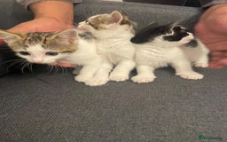 Mixed Breed cats for sale: Gorgeous mixed kittens from European Tabby breed - Image 2