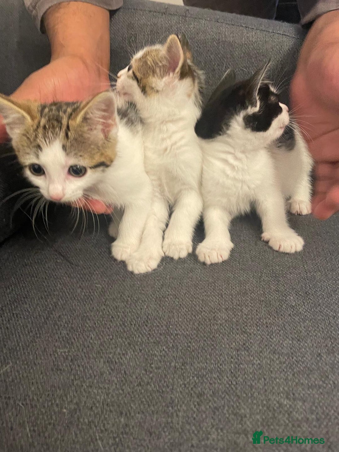 Mixed Breed cats for sale: Gorgeous mixed kittens from European Tabby breed - Image 2