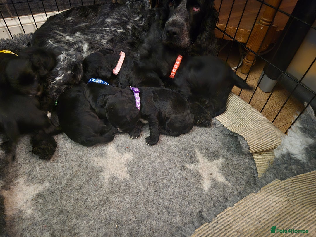 Cocker Spaniel dogs for sale: 8 cocker spaniel pups  - Advert 3