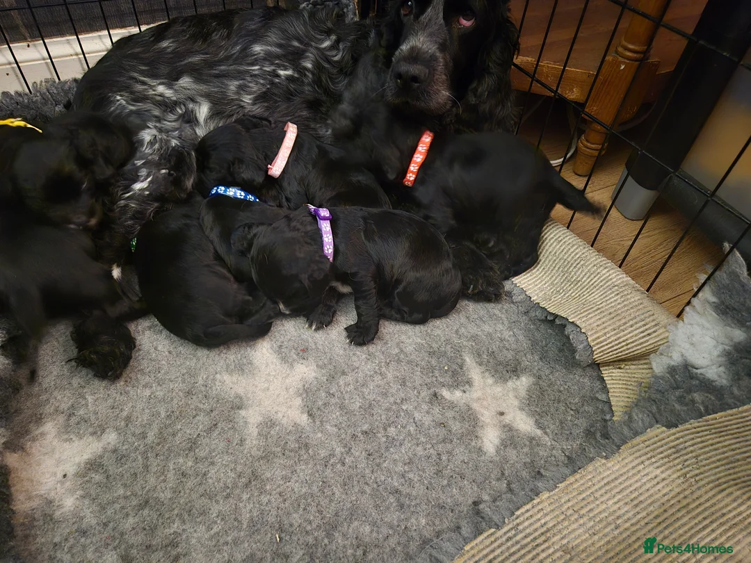 Cocker Spaniel dogs for sale: 8 cocker spaniel pups  - Advert 3