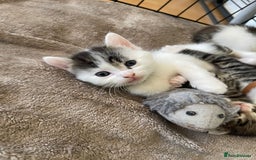 Domestic Shorthair cats for sale: Kittens  - Image 2