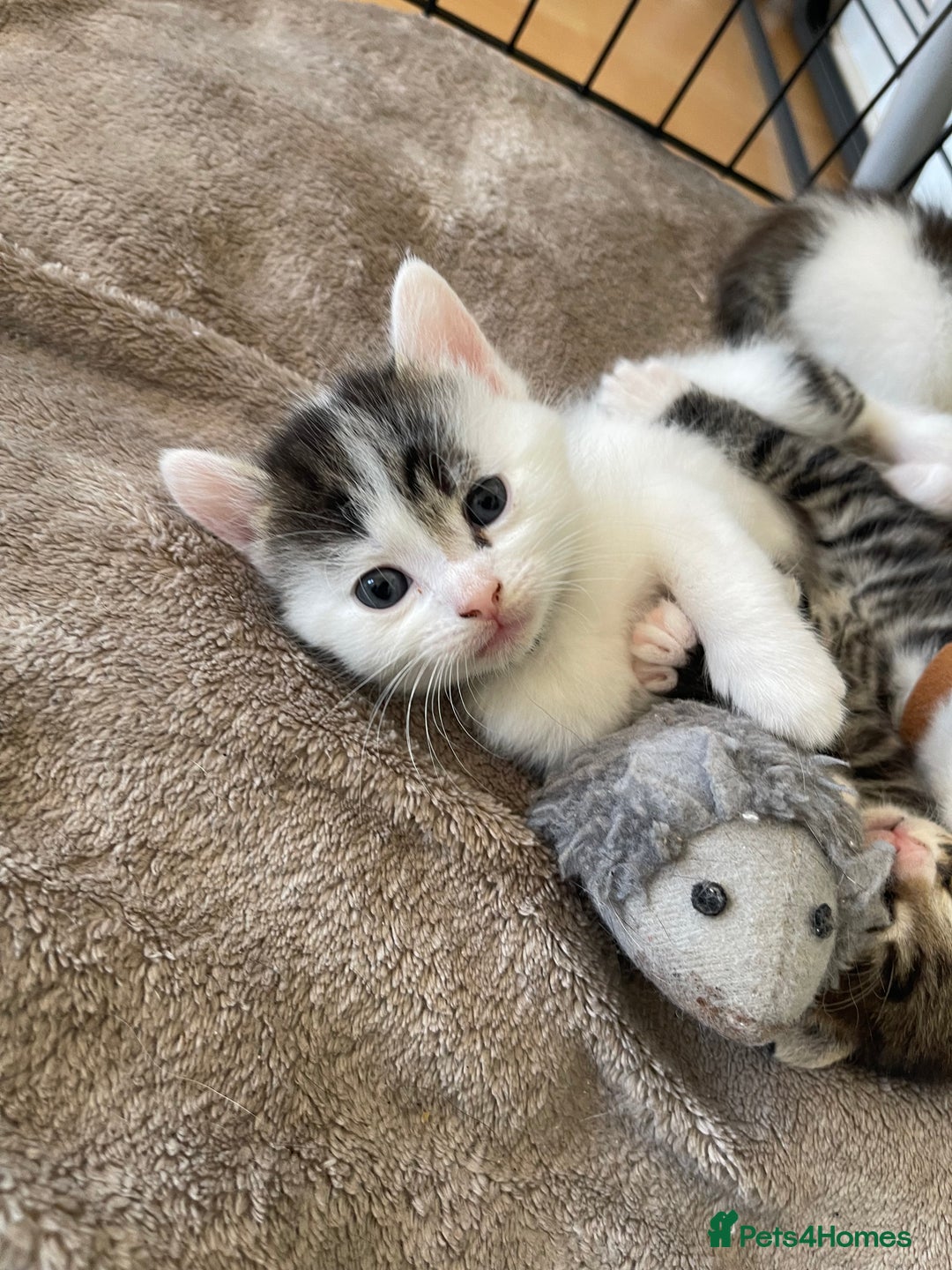 Domestic Shorthair cats for sale: Kittens  - Image 2
