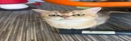 British Shorthair cats for sale: 🐾 Beautiful British Shorthair – 2 Years Old 🐾 - Advert 3