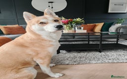 Mixed Breed dogs for sale: Mocha - Image 3