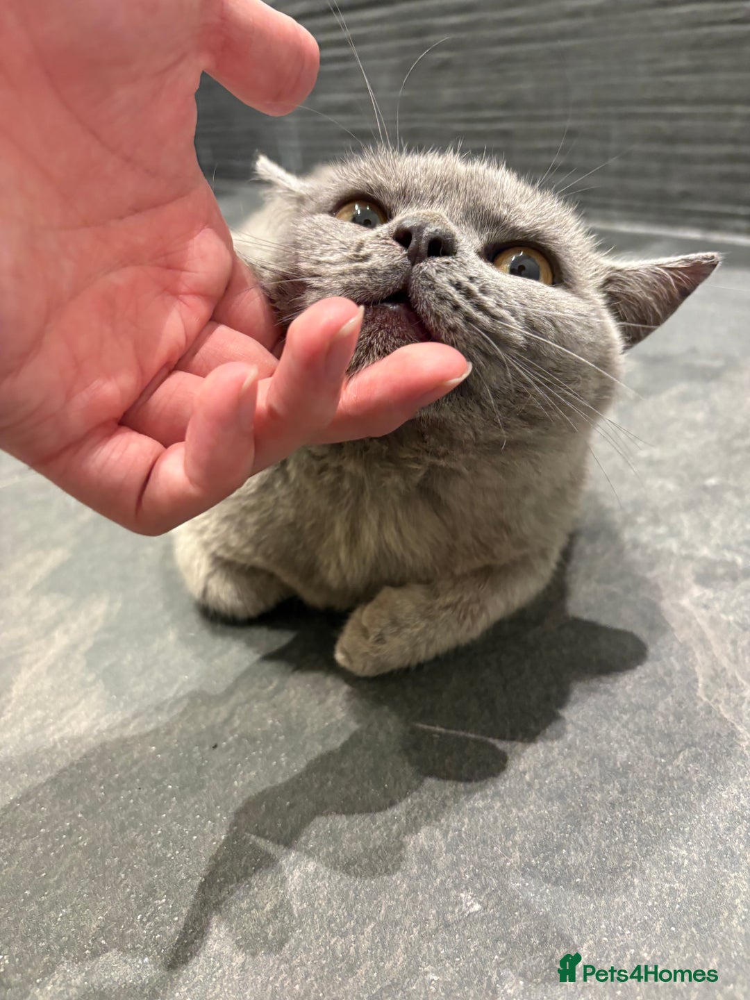 British Shorthair cats for sale: 3 months old Blue BHS kitten - Advert 5