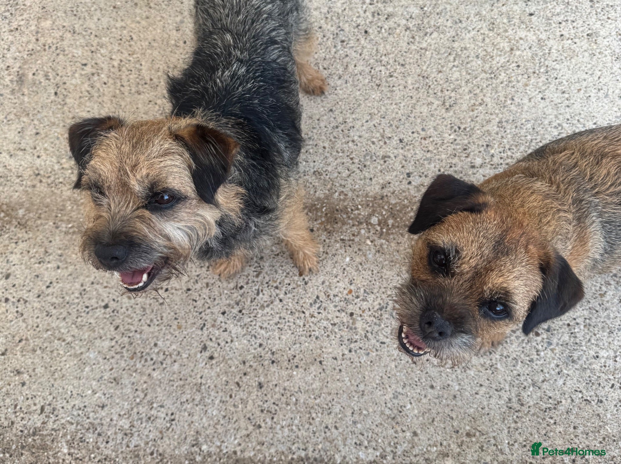 Border Terrier dogs KC Border terrier girl  - Advert 9