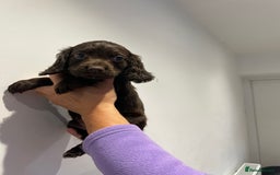 Cocker Spaniel dogs for sale: Stunning cocker spaniel puppies  - Image 12
