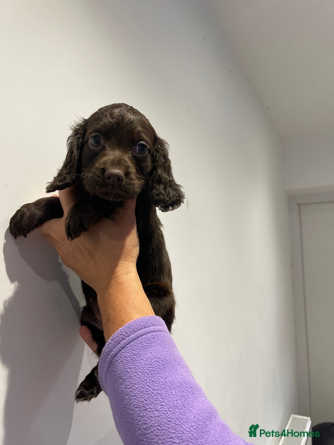 Cocker Spaniel dogs for sale: Stunning cocker spaniel puppies  - Image 12