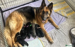German Shepherd dogs for sale: German shepherd  - Image 1