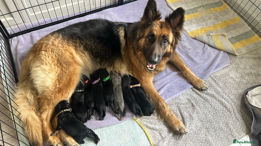 German Shepherd dogs for sale: German shepherd  - Image 1