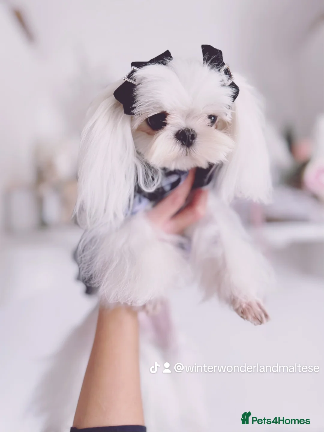 Maltese dogs for sale: 💙adult Korean maltese boy💙 - Advert 3