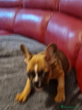 French Bulldog dogs French bulldogs - Advert 5