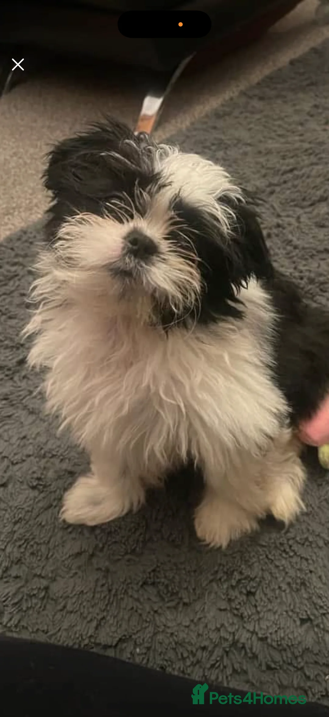 Shih Tzu dogs for sale: Beautiful Shih Tzu’s - STUNNING pure breds - Advert 23