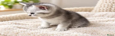 British Shorthair 3
