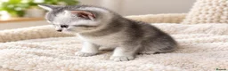 British Shorthair cats for sale: GCCF BSH kittens silver tabby & chinchilla  - Advert 13