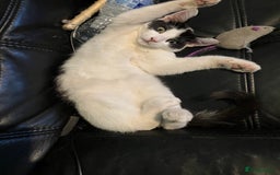 Oriental cats for sale: Male kitten - Image 1
