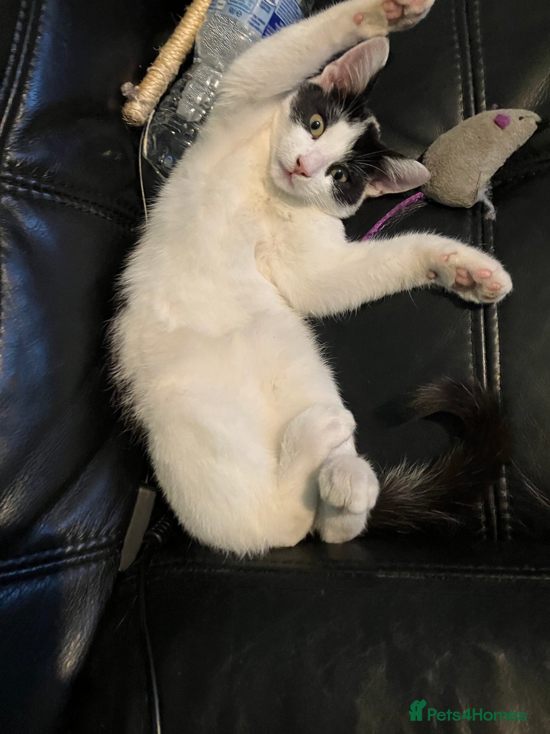 Oriental cats for sale: Male kitten - Image 1