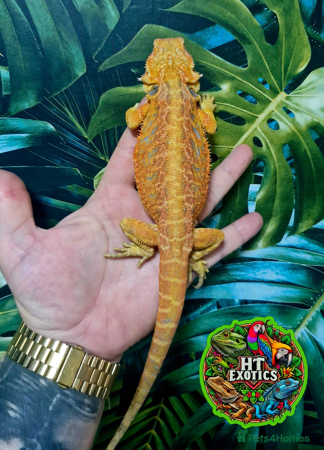 Bearded Dragon reptiles for sale: Bearded dragon Holdback release at HT exotics! - Image 12
