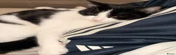 Mixed Breed cats for sale:  ** s.  - Advert 4
