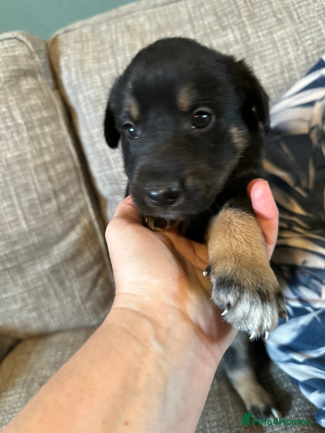 Mixed Breed dogs for sale: Kelpie x Border Collie pups available for new home - Image 7