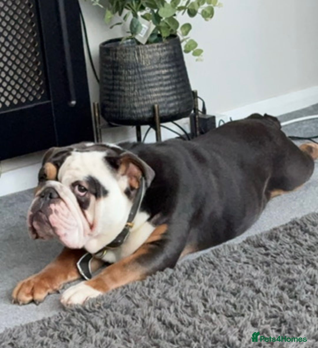 English Bulldog dogs for sale: Lovely English Bulldog boy - Image 2