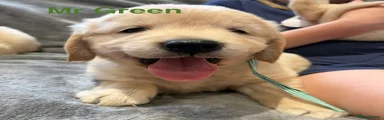 Mr Green 