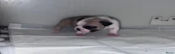 French Bulldog dogs for sale: Stunning French bulldog pups  in Winsford - Advert 11