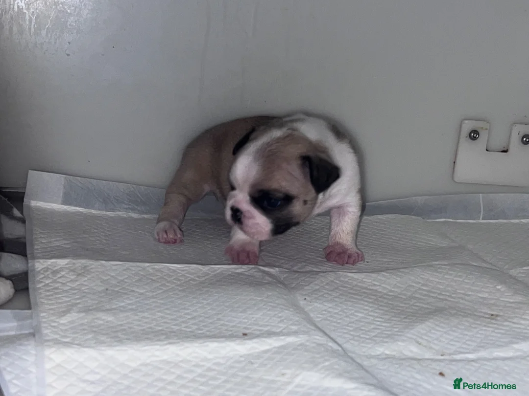 French Bulldog dogs for sale: Stunning French bulldog pups  in Winsford - Advert 11