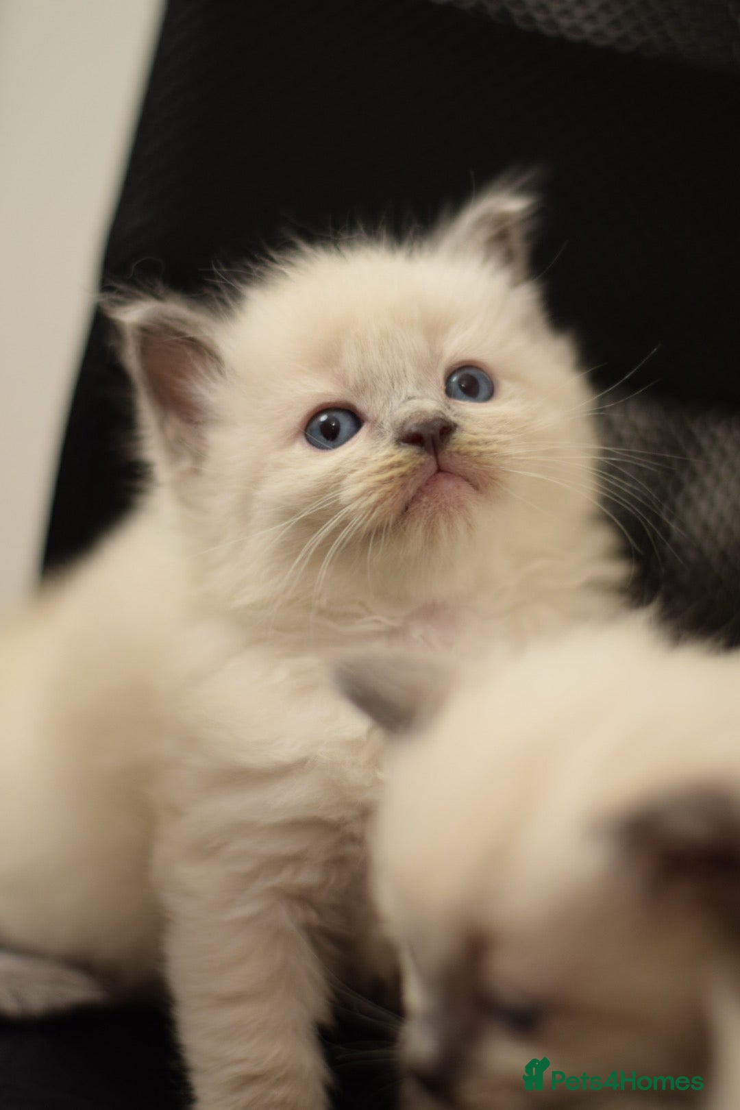 Ragdoll cats for sale: Chunky Ragdoll kittens  - Image 2