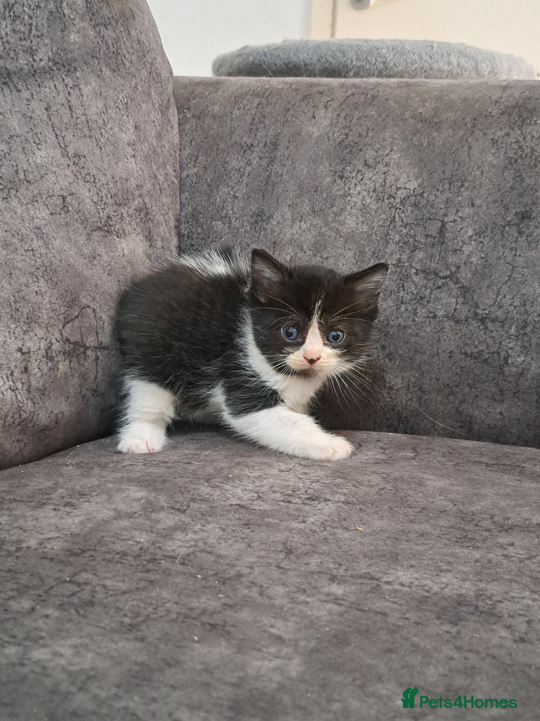 Ragdoll cats for sale: Ragdoll cross babies - Advert 7