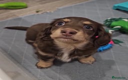 Miniature Dachshund dogs for sale: Long coat miniature Dachshund puppies. - Image 3