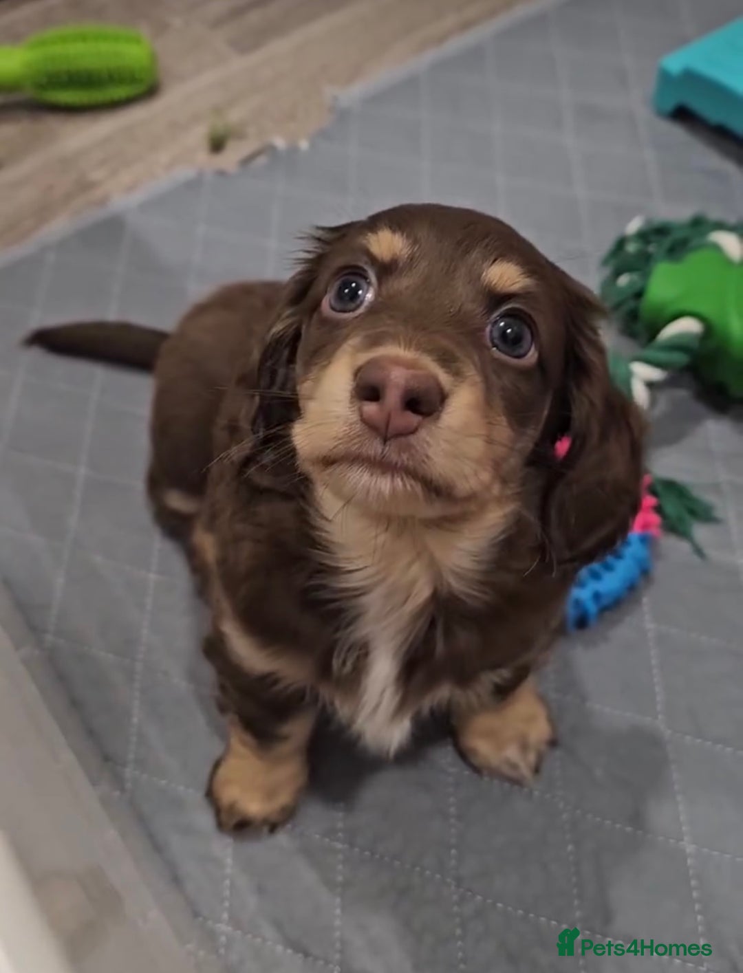 Miniature Dachshund dogs for sale: Long coat miniature Dachshund puppies. - Image 3