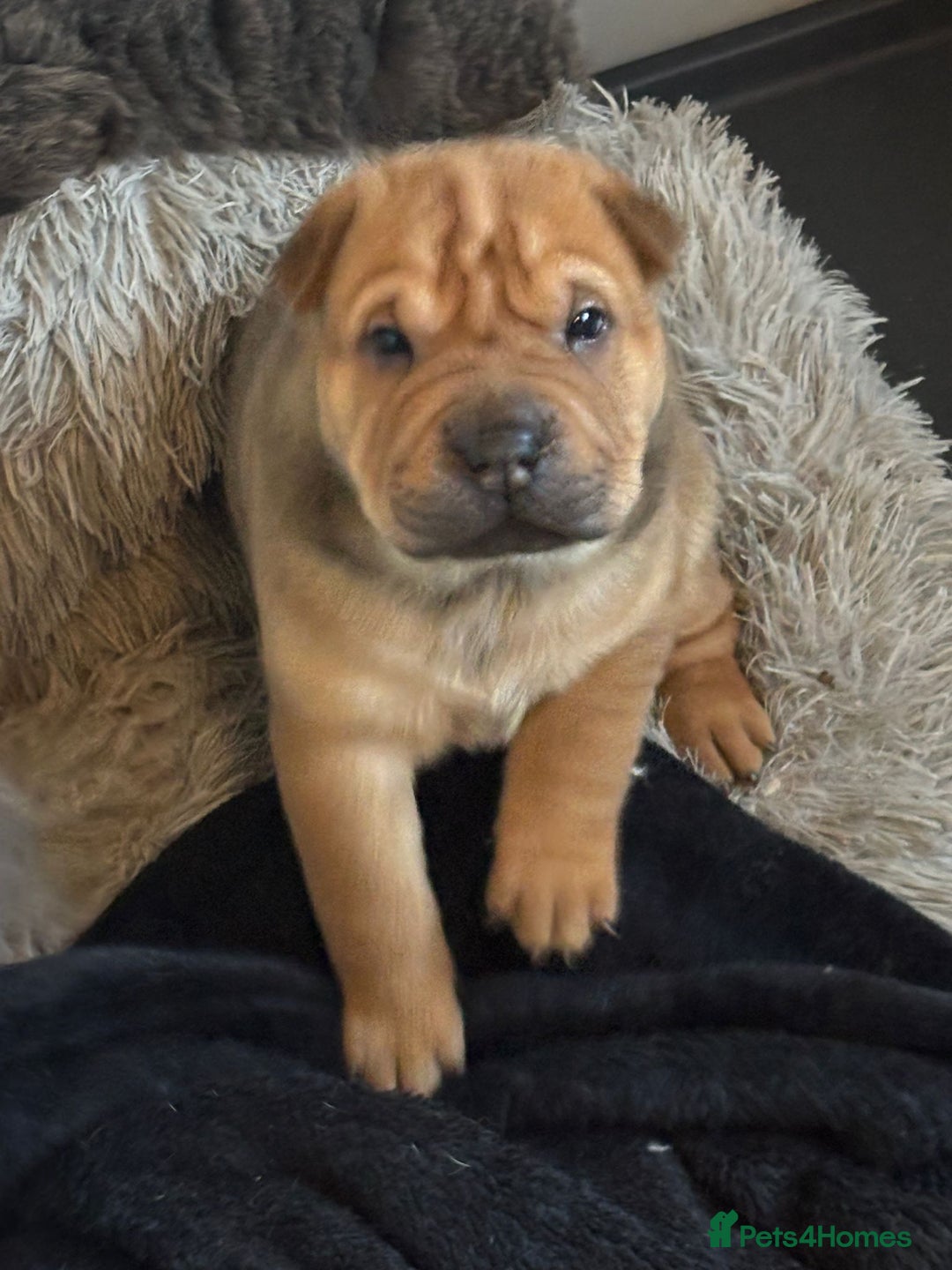 Shar Pei dogs for sale: Shar pei puppys  - Advert 5