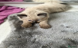 Ragdoll cats for sale: Beautiful fluffy seal point ragdolls *Ready now* - Image 26