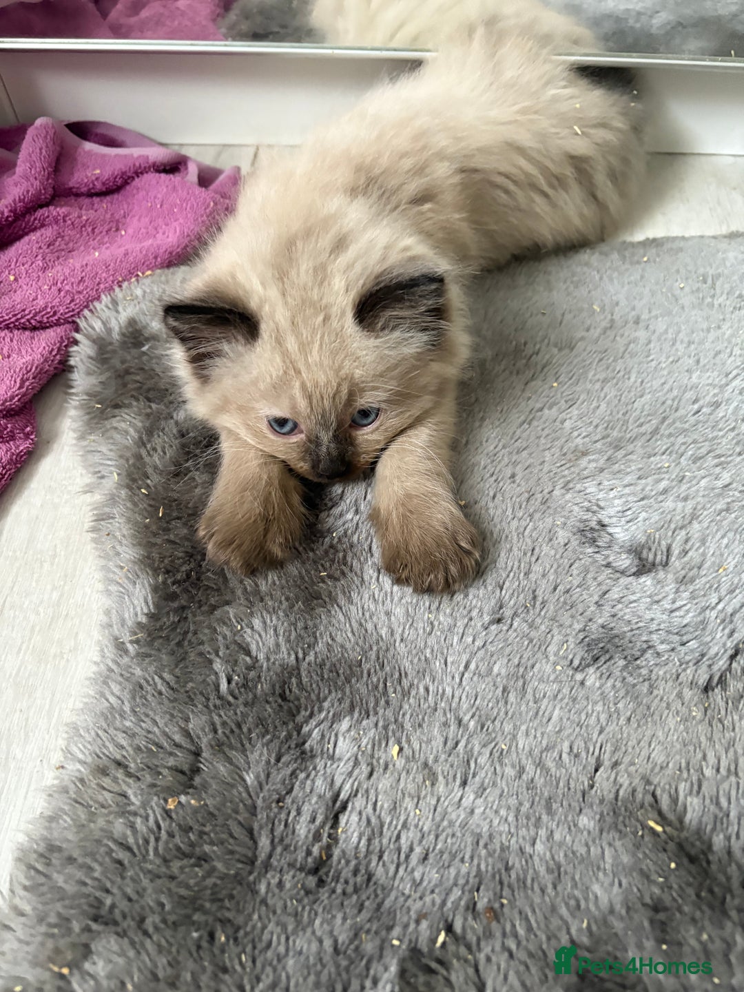 Ragdoll cats for sale: Beautiful fluffy seal point ragdolls *Ready now* - Image 26