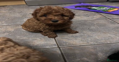 Cockapoo dogs - Advert 5