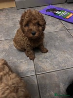 Cockapoo dogs - Advert 12