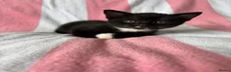 Mixed Breed cats for sale: Kittens, black and white - Advert 18