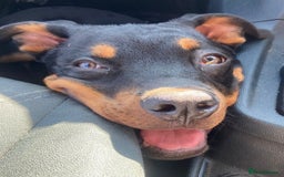 Rottweiler dogs for sale: Rottweiler - Image 3
