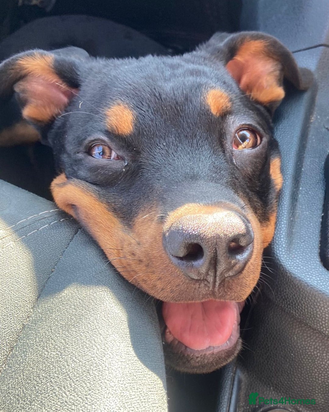 Rottweiler dogs for sale: Rottweiler - Image 3