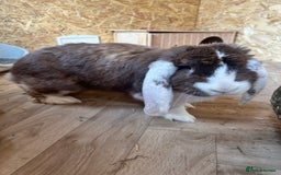 French Lop rabbits for sale: Bonded female French lops - Image 7